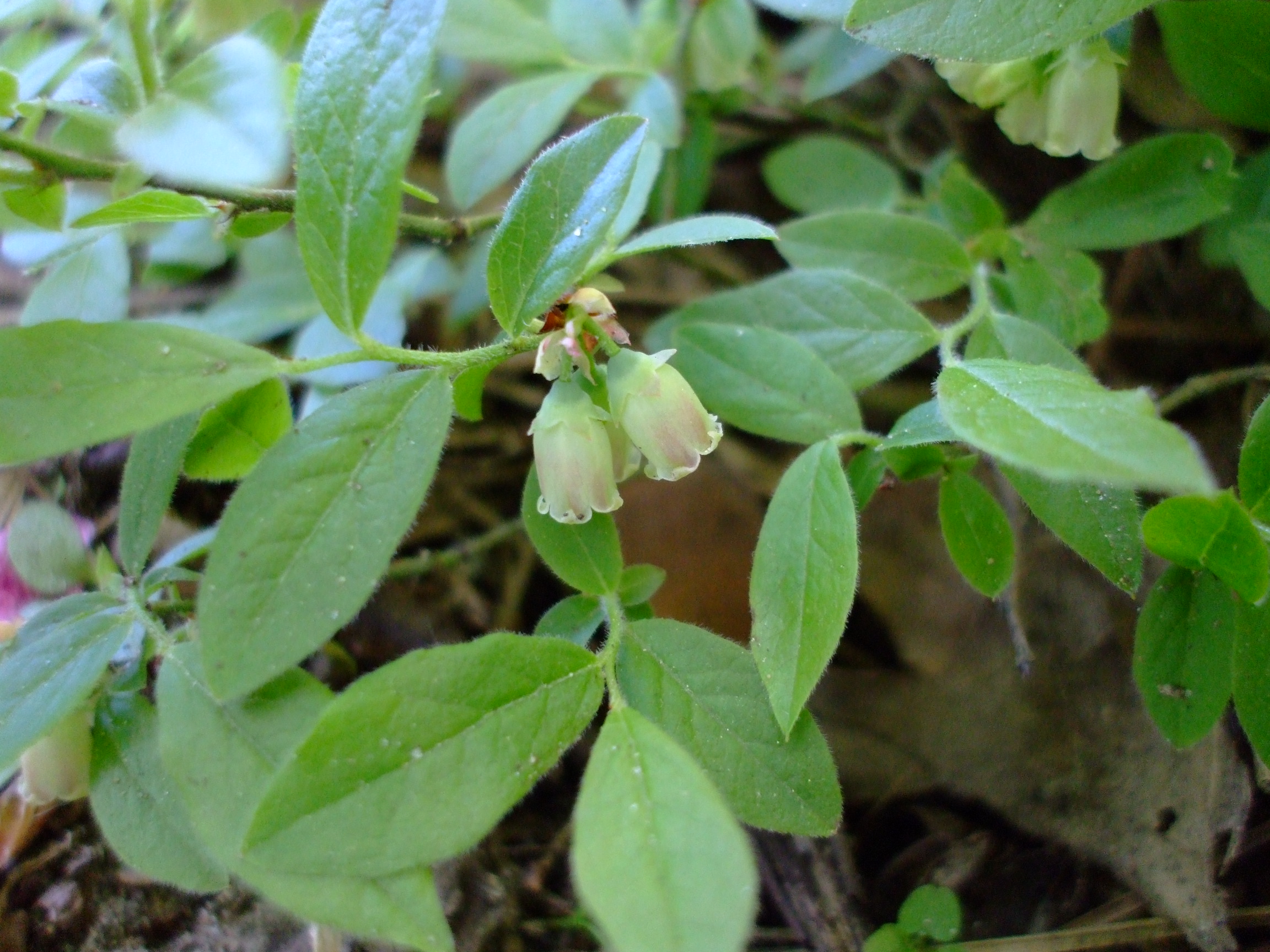 Vaccinium myrtilloides